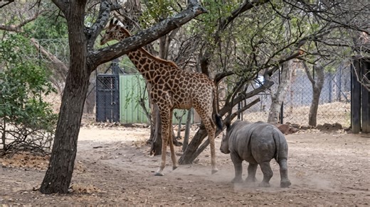 Watch what happens when a giraffe kicks a baby rhino