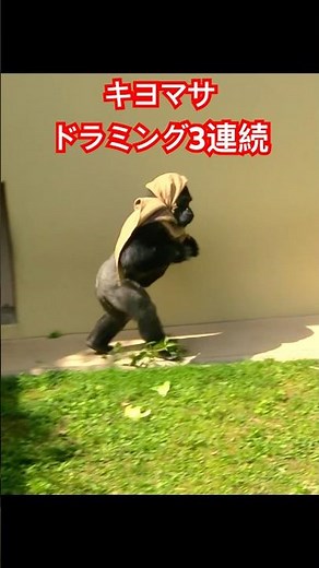 Kiyomasa, drumming 3 times [Higashiyama Zoo Gorilla] #gorilla #higashiyama
