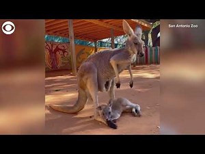 Baby kangaroo has trouble getting into its mom's pouch