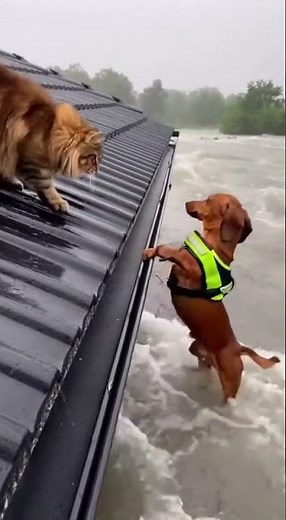Dachshund's Daring Rescue ✈️ #pet #funnycat