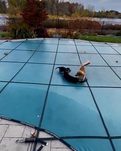 222K views · 9.9K reactions | Playing on a covered pool looks like so much fun!  ViralHog | MetDaan Animals | Facebook