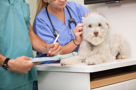 How Do Dogs Get Ringworm? Causes, Symptoms, & Treatments