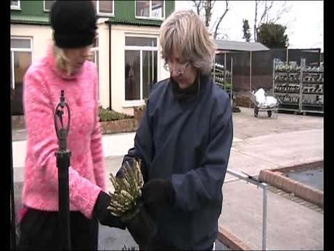 Heathers Erica x darleyensis varieties