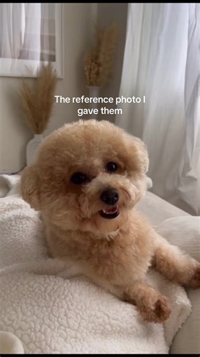 Dog Grooming: Expectations vs. Reality