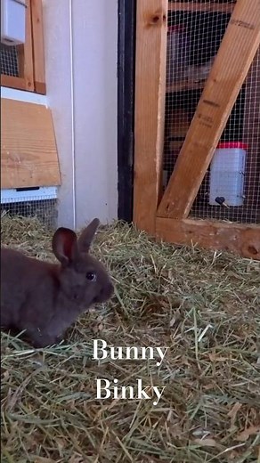Cutest Bunny Binky Ever! Baby Rex Rabbit Hops for Joy #Short