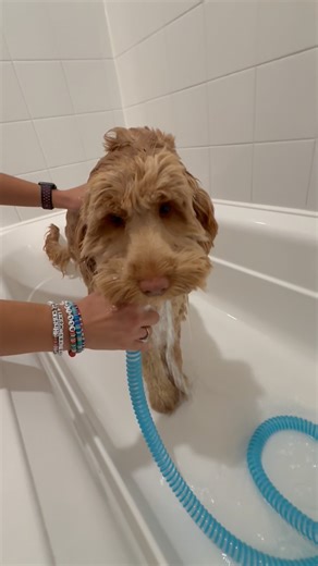 Emily Wallace on Instagram: "Bath time is officially upgraded! 🐾🛁 The Rinseroo attaches right to your faucet for easy, bucket-free dog baths—making bath time simple and fun for both you and your pup! 💦 ✨ Grab yours now through my Amazon Storefront—link in bio under Emily’s Favorites! ✨ #Rinseroo #DogBathTime #PetCareHacks #DogMomLife #DogDadLife PetParentLife BathTimeHacks DogLovers PetLovers StressFreeBaths DogCareTips FurryFriends DogLife PetRoutine DogBathHacks EmilysFavorites"