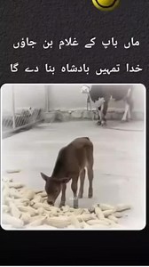دعاء: اللہ ہم سب مسلمانوں کے لیے