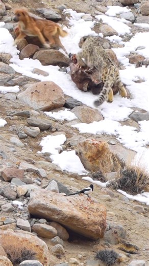 Leopardo de las Nieves Vs Perro en los Himalayas de India