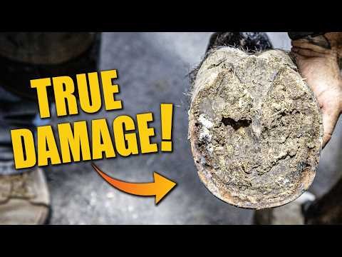 A Closer Look at Hoof Damage | Full Restoration | FARRIER ASMR