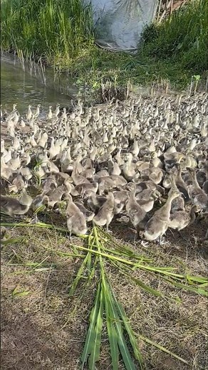 Thousands of Geese Roam Freely in a Rural Chinese Farm 💥