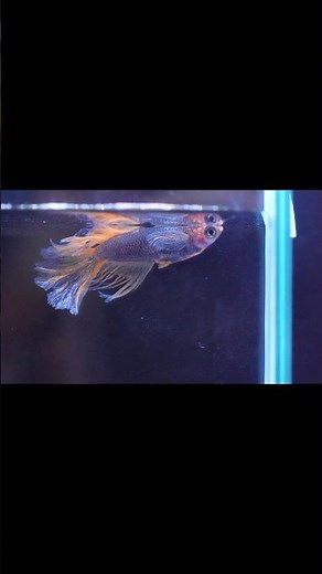 Have You Ever Seen Medaka Like This?