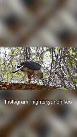 Watch the Coopers Hawk in Action: Incredible Footage of Nature's Powerful Predator Feasting on Prey!