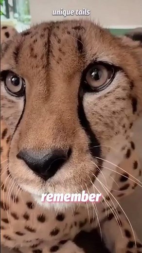 The Cheetah That Acts Like a Pet! #cheetah #wildlife #animalfacts