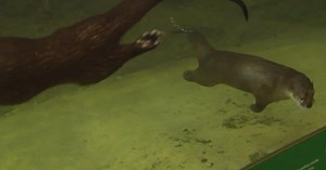 69 News gets sneak peek at otter exhibit at new Da Vinci Science Center in Allentown