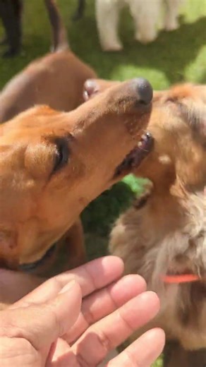 dogtopiaofcypress on TikTok