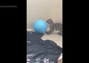 Clouded leopard cubs test out their hunting and pouncing skills with oversized eggs