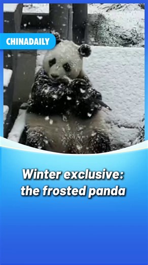 When it snows, #pandas turn into joyful snowballs! They munch bamboo, roll around, and slide through the snow, spreading joy with every tumble. Who can resist a sugar-frosted panda? #FunChina | China Daily