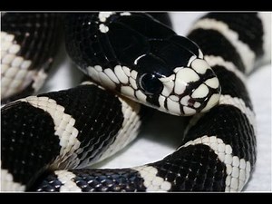 BLACK STRIPED KINGSNAKE - Ular Hitam Putih - Wild Life Animal Planet [HD]