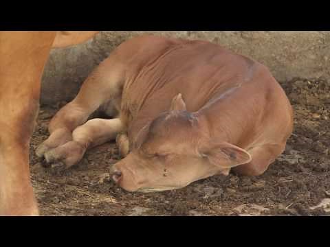 Causas de la infertilidad en las vacas | La Finca de Hoy