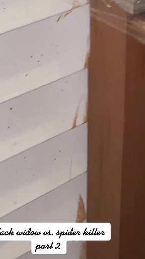 #blackwidow#spider #alienspider #insects