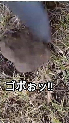 【ASMR】うわっ、デカすぎ！奥に隠れていた超大物 ！庭の角栓取り。#16