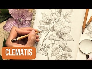 How to Draw a CLEMATIS Plant Step by Step 🌸 Voice-Guided Speed Drawing in 18 Minutes