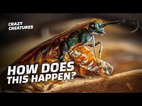 Alien Jewel Wasp Larvae Burst Out of Cockroaches