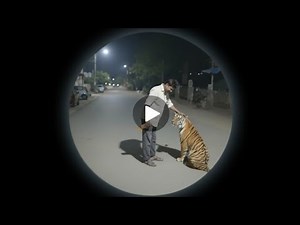 tiger vs man are village realistic scene🐆😱