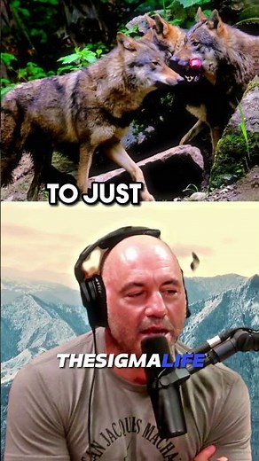 Why WOLF PACKS Are ATTACKING Villages in Russia | JRE #jre #joerogan #animalshorts