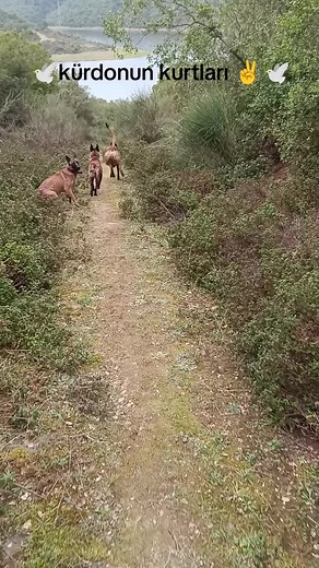 ✌️🕊️KURDO 🕊️✌️ (@kurdo.04.34) adlı kullanıcının Bu Halk Yılmayacak - Halit Bilgiç ile oluşturduğu videoları