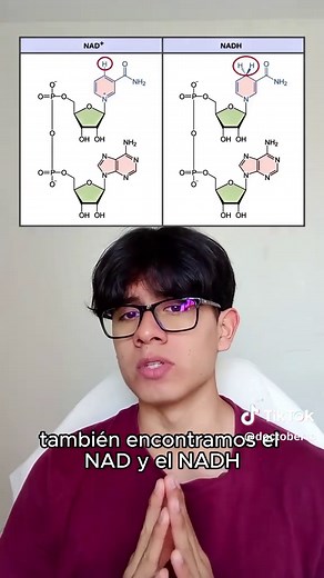 Aprende sobre los ácidos nucleicos fácilmente