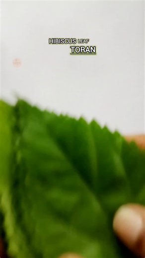 🌿✨ Traditional beauty with a fresh twist! Handmade toran using hibiscus leaves and rangan flowers 🌸🪔 Simple • Natural • Festive 💛 #ToranDecoration #FestiveDecor #HibiscusLeaf #RanganFlower #HandmadeCraft #MadeByKaushika #IndianTradition #FestiveVibes | Made by Kaushika