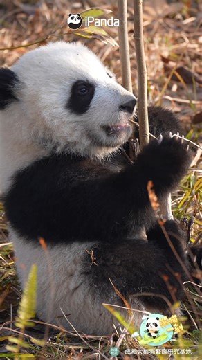 iPanda on Instagram: "Every panda is a born gardener. The little expert is working with such focus! 🐼 🐼 🐼 #petagram #love #panda #HiPanda #ChengduPandaBase #PandaFun #PandaMoment For more panda information, please check out: https://en.ipanda.com"
