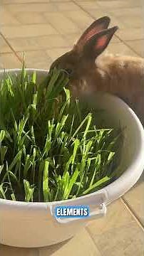 What Can Rabbits Eat? Full List of Safe Fruits, Veggies & Greens