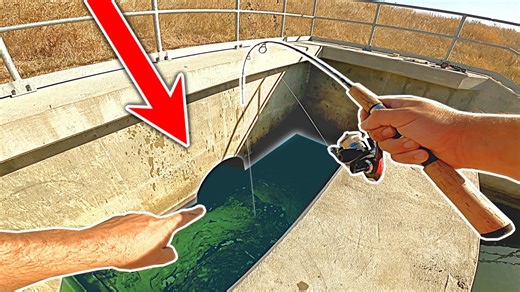 Hundreds of fish found trapped in tiny drain