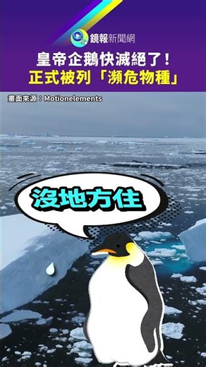 Emperor penguins are on the verge of extinction! Officially listed as an "endangered species" | M...