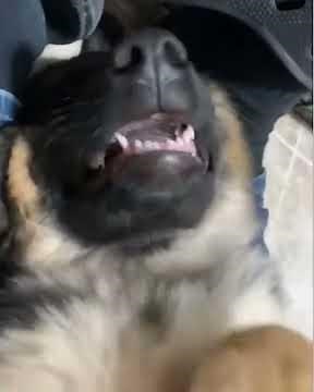 Puppy groaning while getting belly rubs.