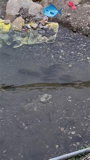 so big fish water fall 😦🍁 #sport #cricket #sport #actionthrillerfilm #cricketacadmey #funnycricket