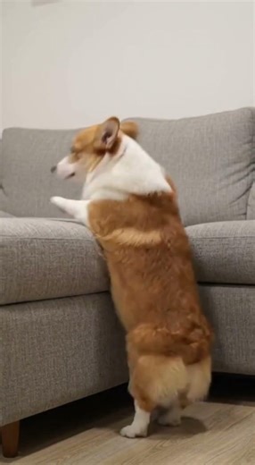 Corgi Tries to Jump on the Couch… But His Legs Are Too Short 😂 #corgi #dogs