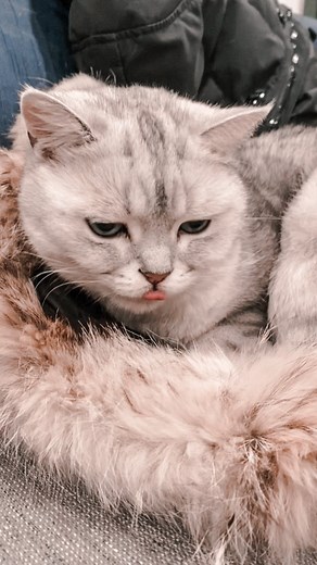 169 reactions · 33 comments | Who needs an alarm clock when you have treats? ️ | Louis' the Kitten Prince | Facebook