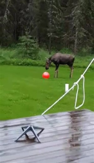 Person Watches Moose Play With Inflatable Ball in Rain