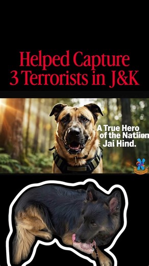 Indian Army Dog Tyson 🇮🇳 | Shot but Still Captured Terrorists in J&K