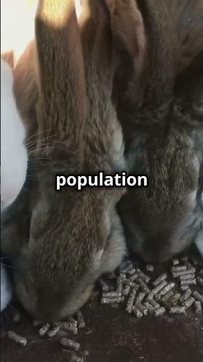 How 24 Rabbits Became Australia's Ecological Nightmare