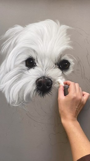 The beautiful maltipoo, Molly. This portrait is my largest size (19x25 inches) and is completed using chalk pastels. What do you think? #maltese #maltipoo | Emily-Mei Cross Art