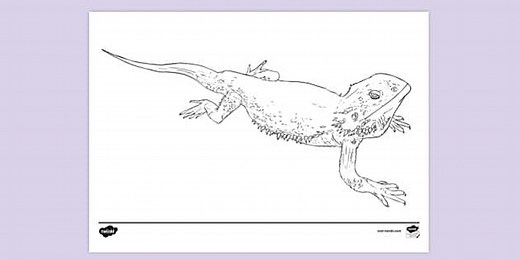 Bearded Dragon Colouring Sheet