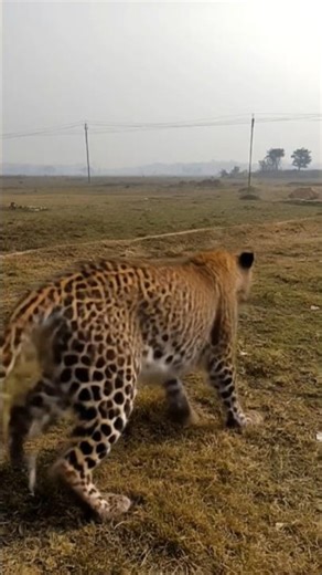 tutorial making video#tutorial #funny #trending #tiger #shorts