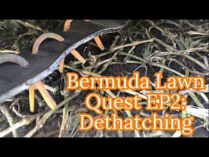 Bermuda Lawn Quest | EP2: Dethatching Stolons