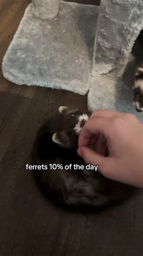 Understanding Ferrets' Daily Sleep Patterns