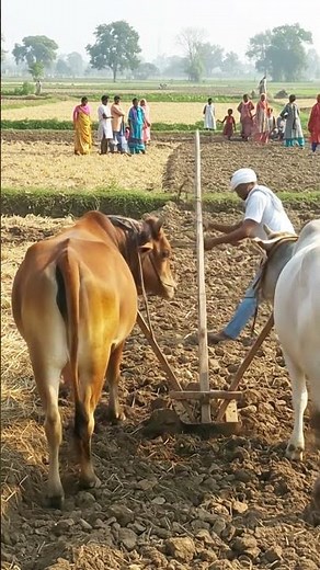 “ Blast During Farming Near Cows! 😱 #Shorts”