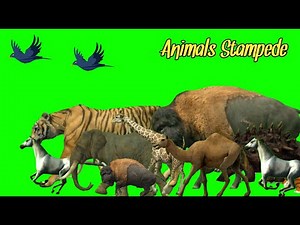 Stampede green screen | Forest green screen | Animals stampede | Cartoon animals green screen